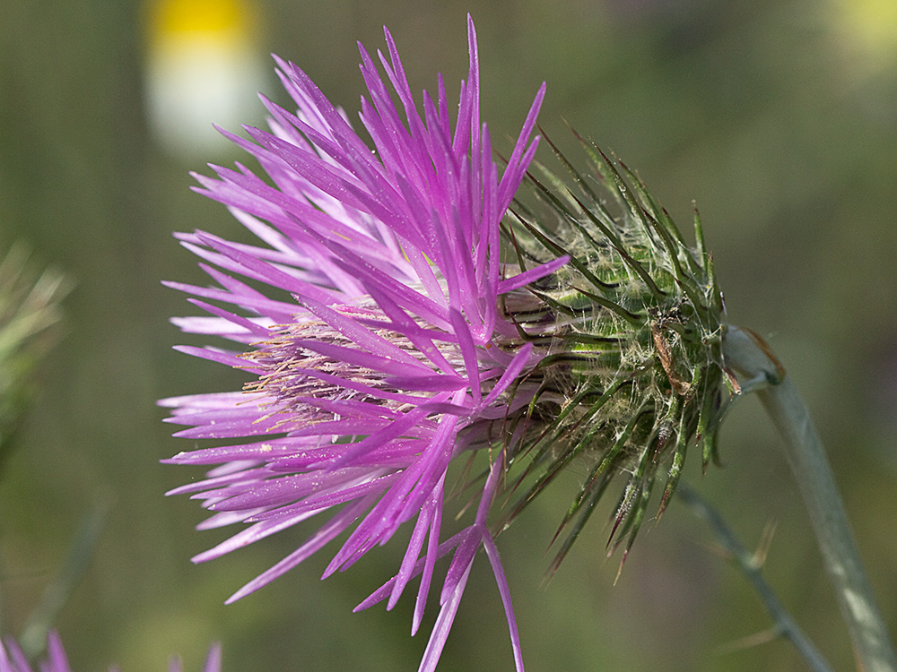Galactites tomentosus Moench (Cardota)