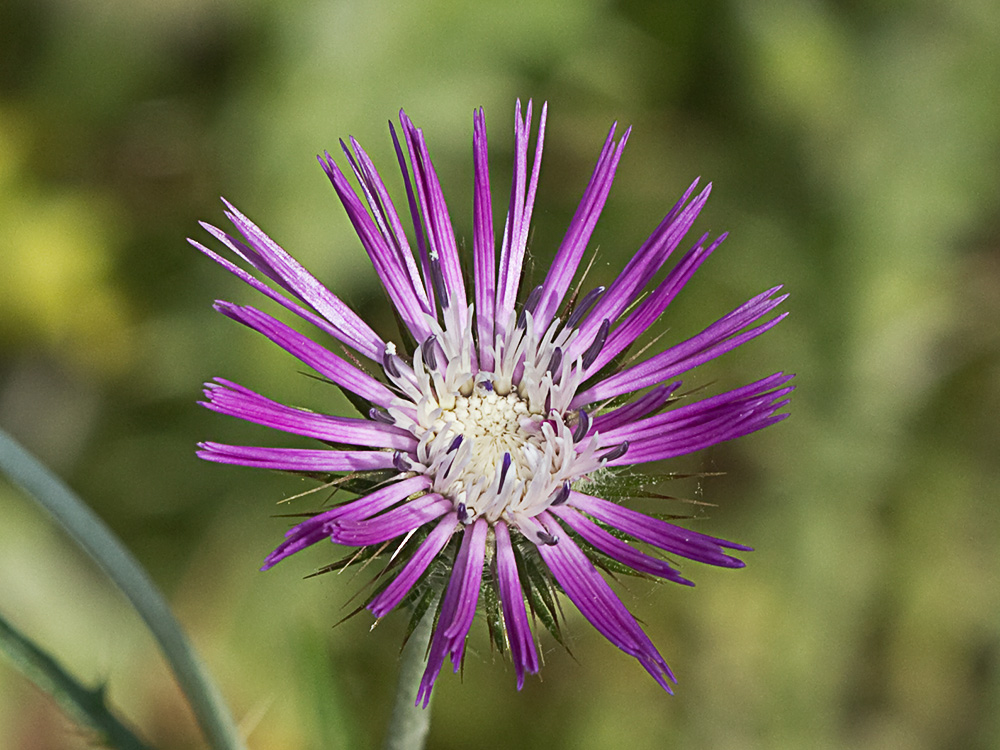 Galactites tomentosus Moench (Cardota)