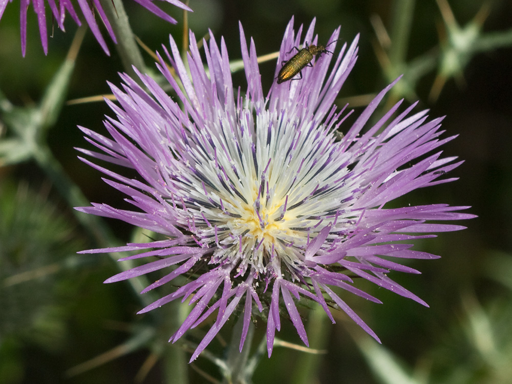 Galactites tomentosus Moench (Cardota)