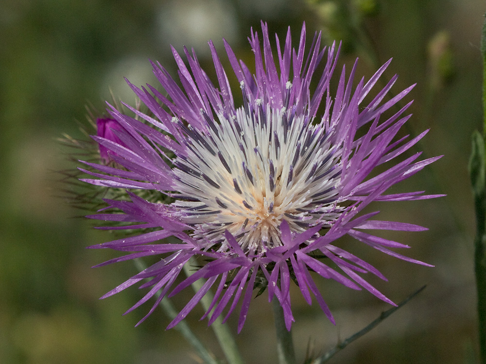 Galactites tomentosus Moench (Cardota)