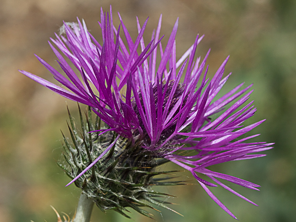 Galactites tomentosus Moench (Cardota)