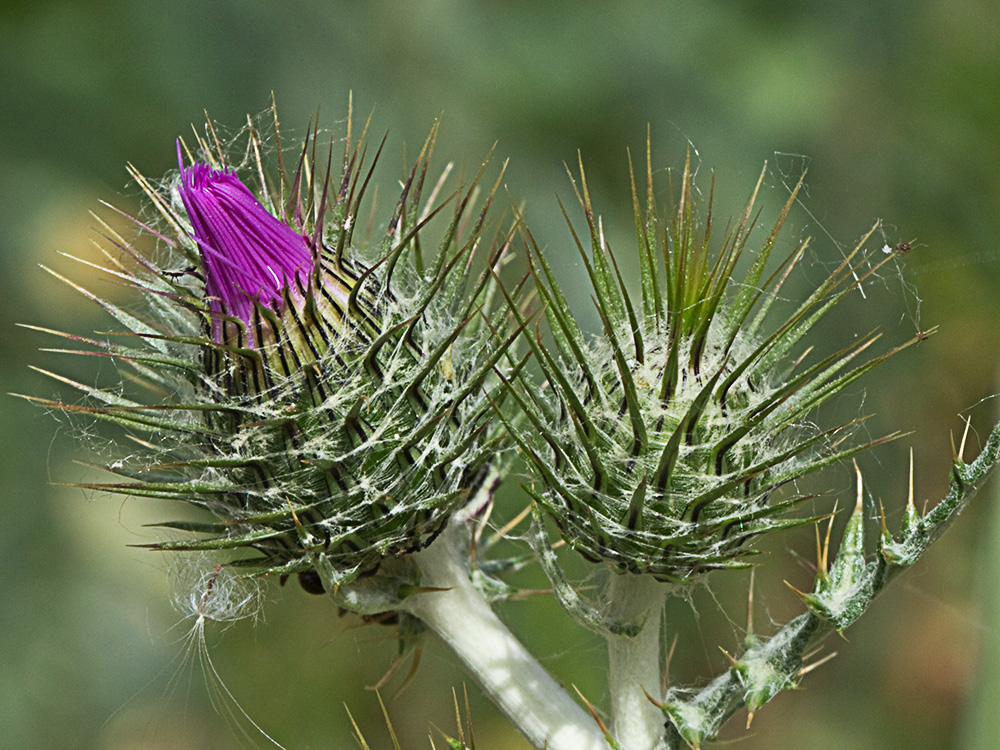 Galactites tomentosus Moench (Cardota)