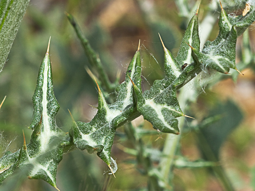 Galactites tomentosus Moench (Cardota)