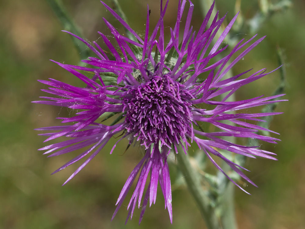 Galactites tomentosus Moench (Cardota)