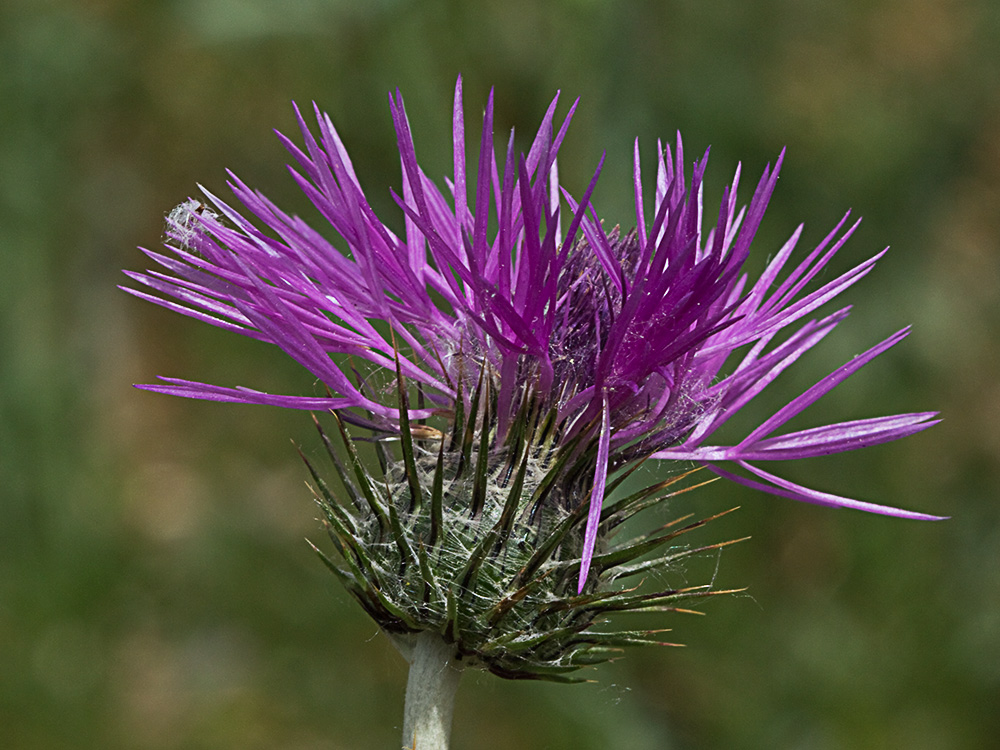 Galactites tomentosus Moench (Cardota)