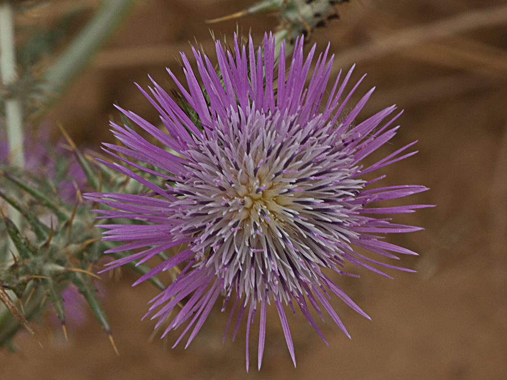 Galactites tomentosus Moench (Cardota)
