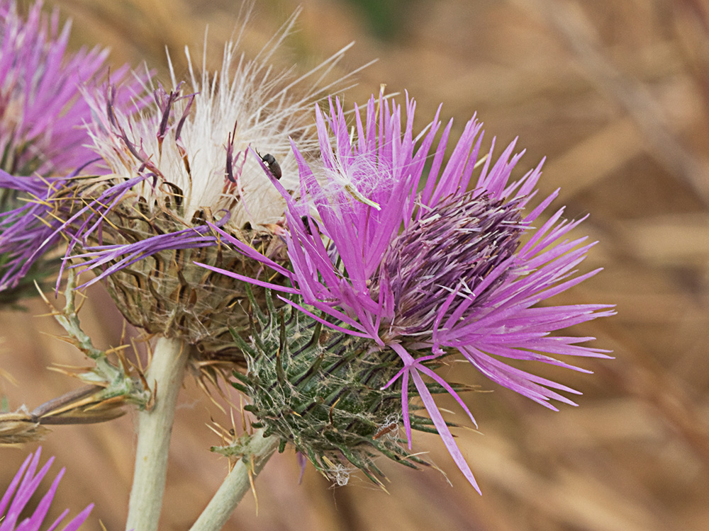 Galactites tomentosus Moench (Cardota)