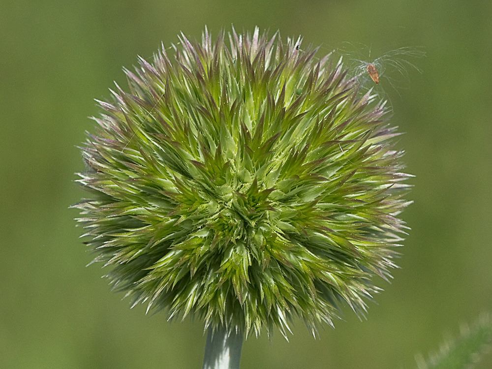 Echinops strigosus, cardo yesquero