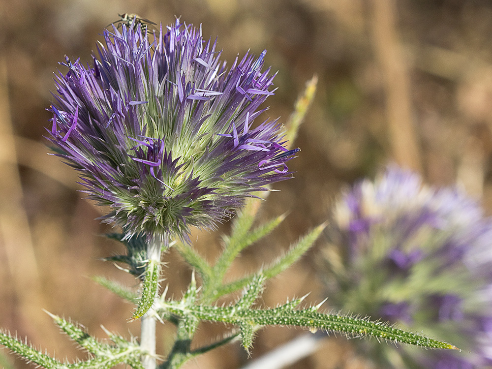 Echinops strigosus, cardo yesquero