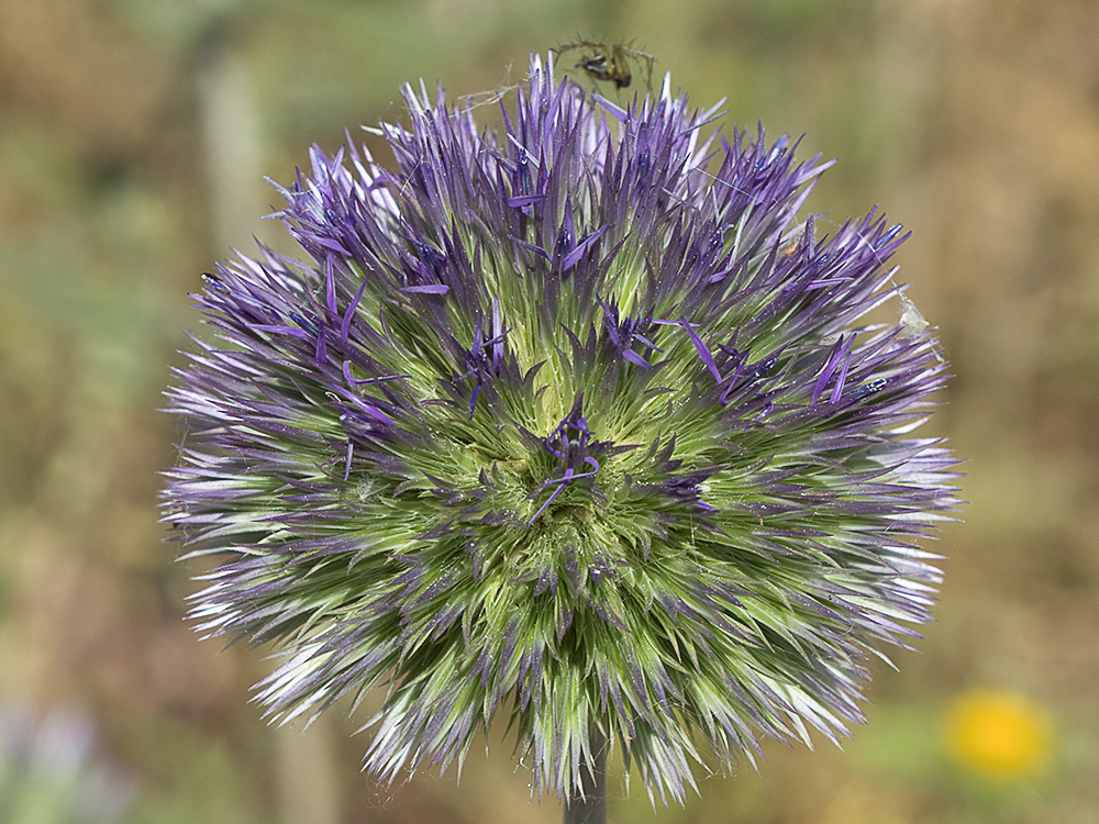 Echinops strigosus, cardo yesquero