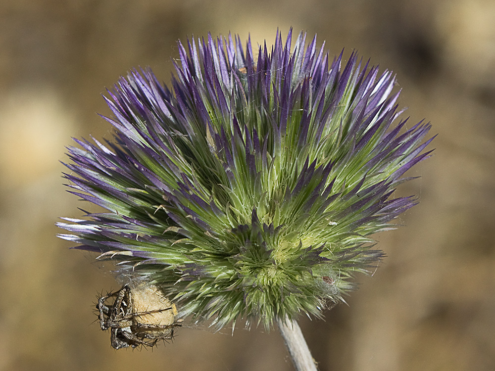 Echinops strigosus, cardo yesquero