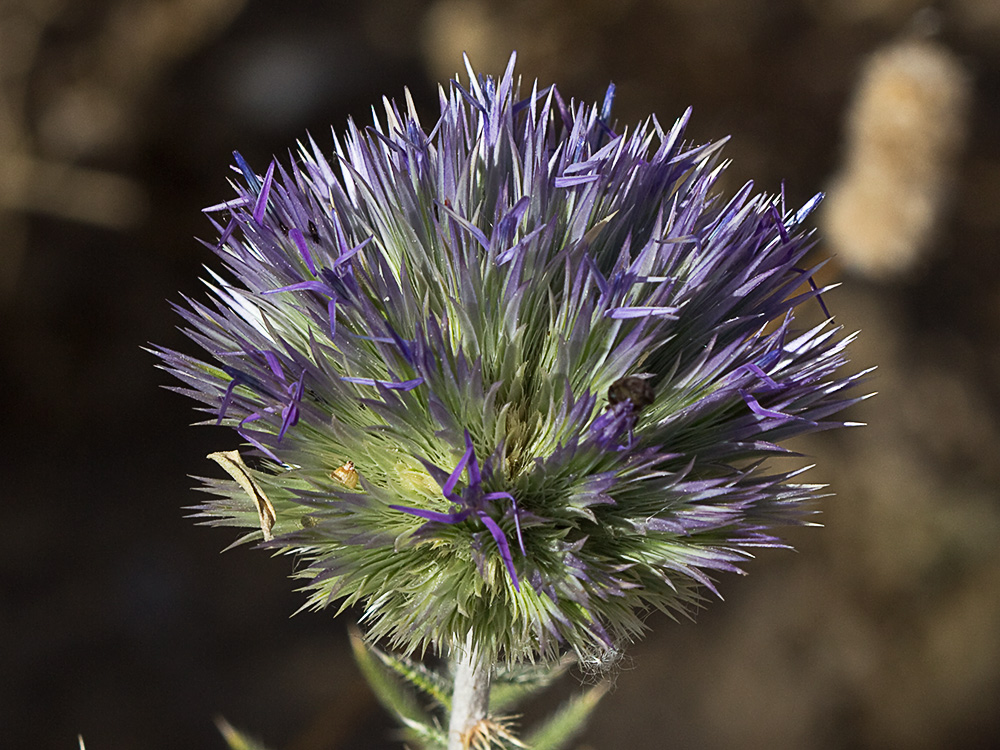 Echinops strigosus, cardo yesquero