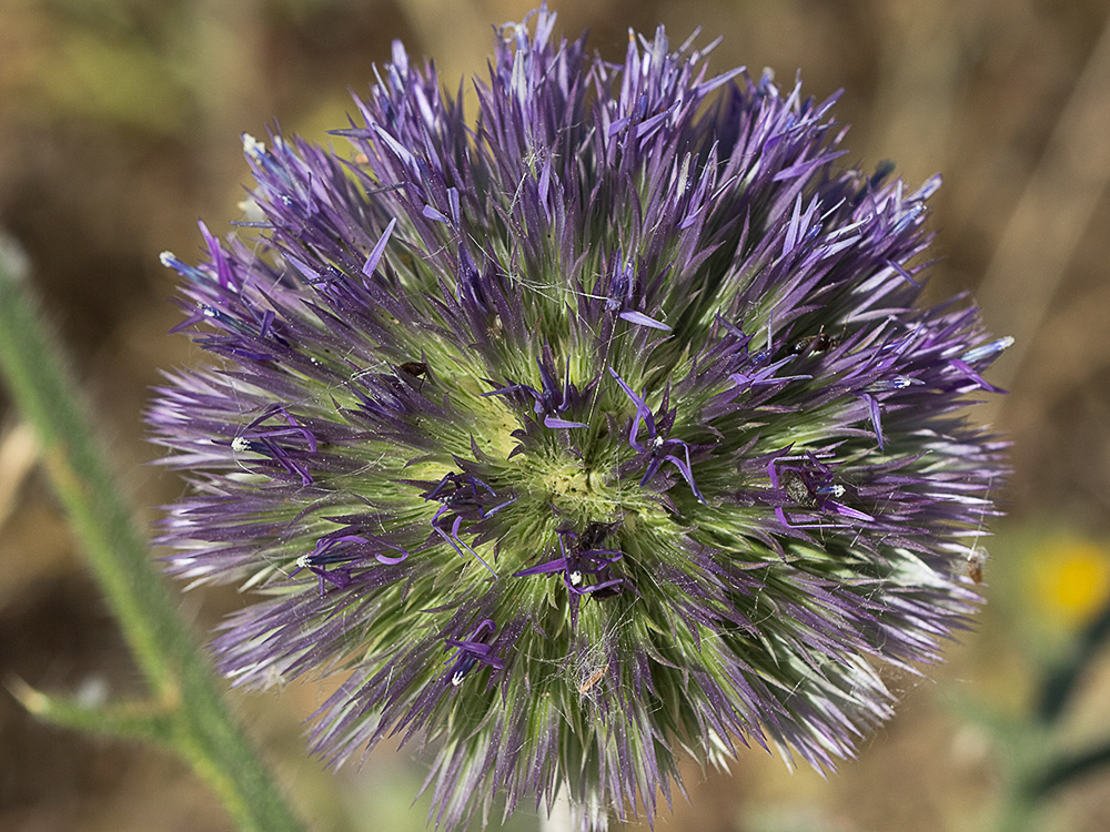 Echinops strigosus, cardo yesquero