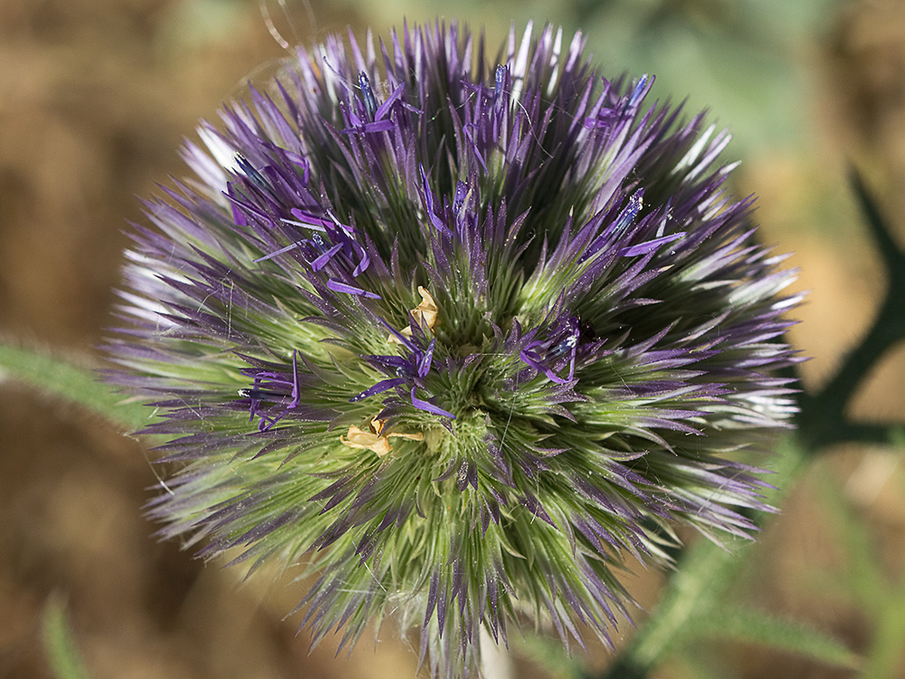 Echinops strigosus, cardo yesquero