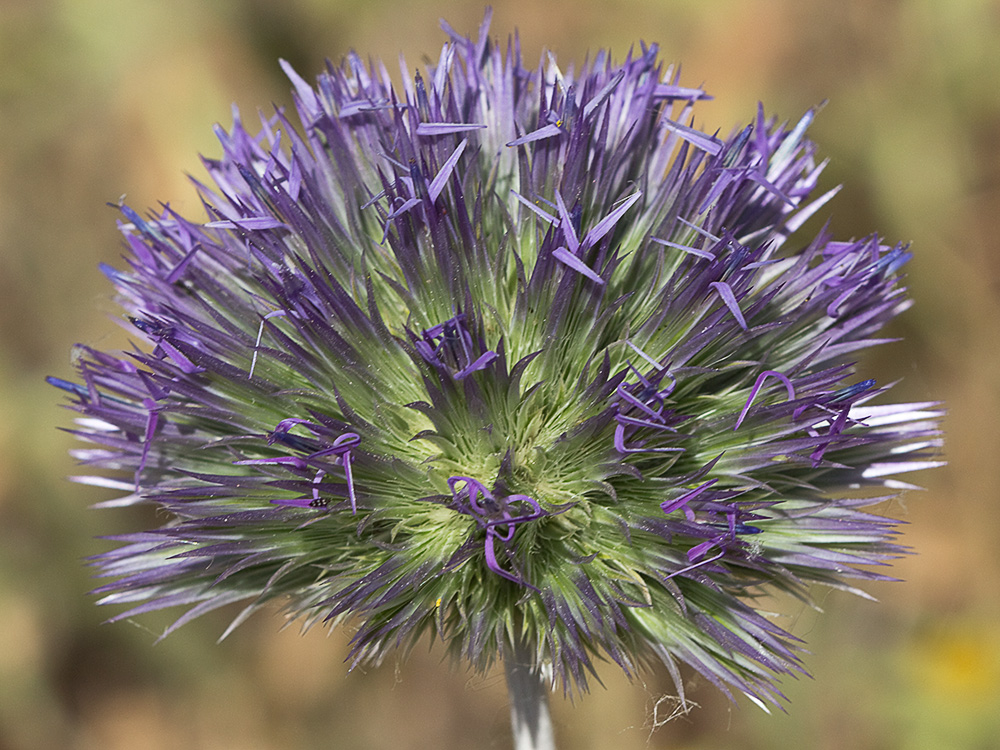 Echinops strigosus, cardo yesquero