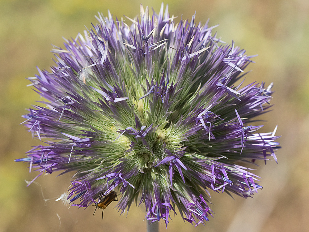 Echinops strigosus, cardo yesquero