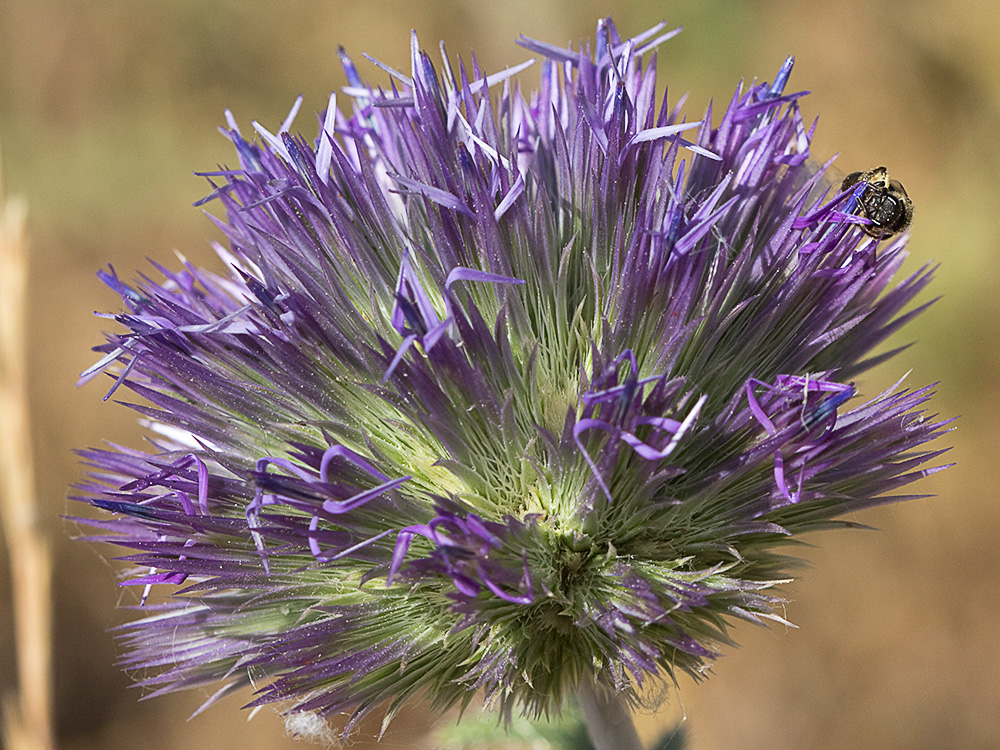 Echinops strigosus, cardo yesquero