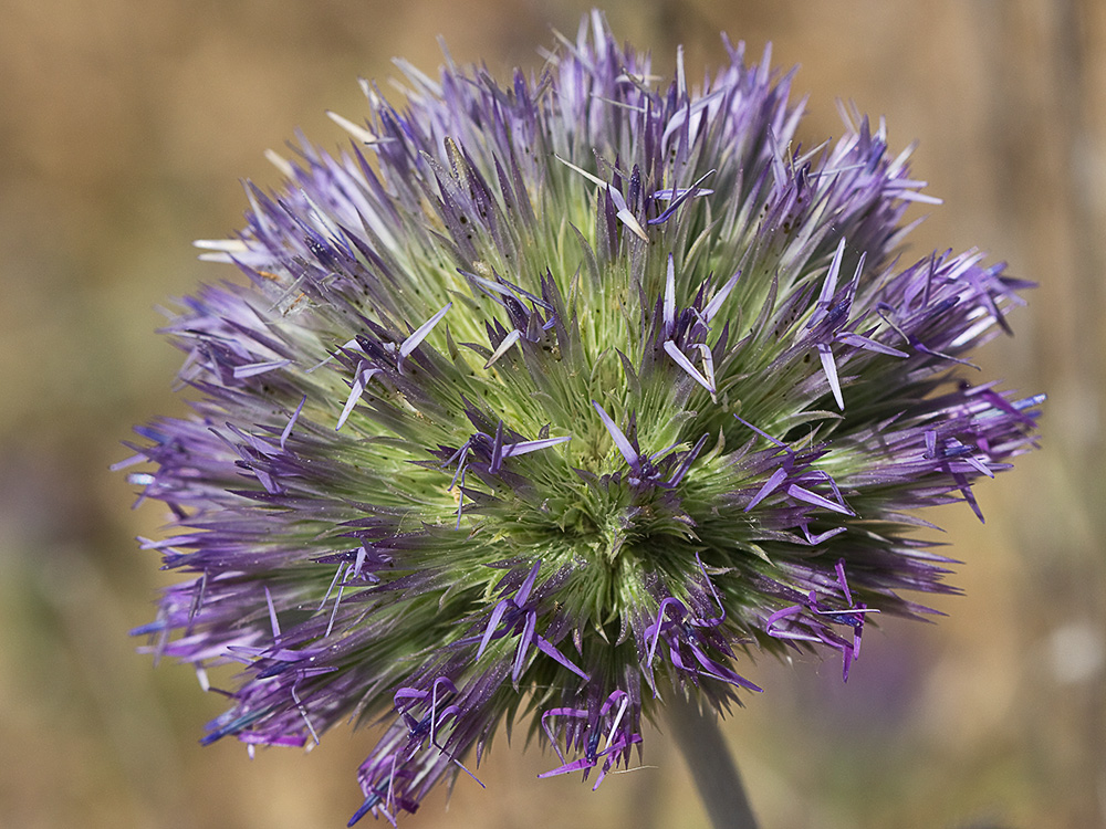 Echinops strigosus, cardo yesquero