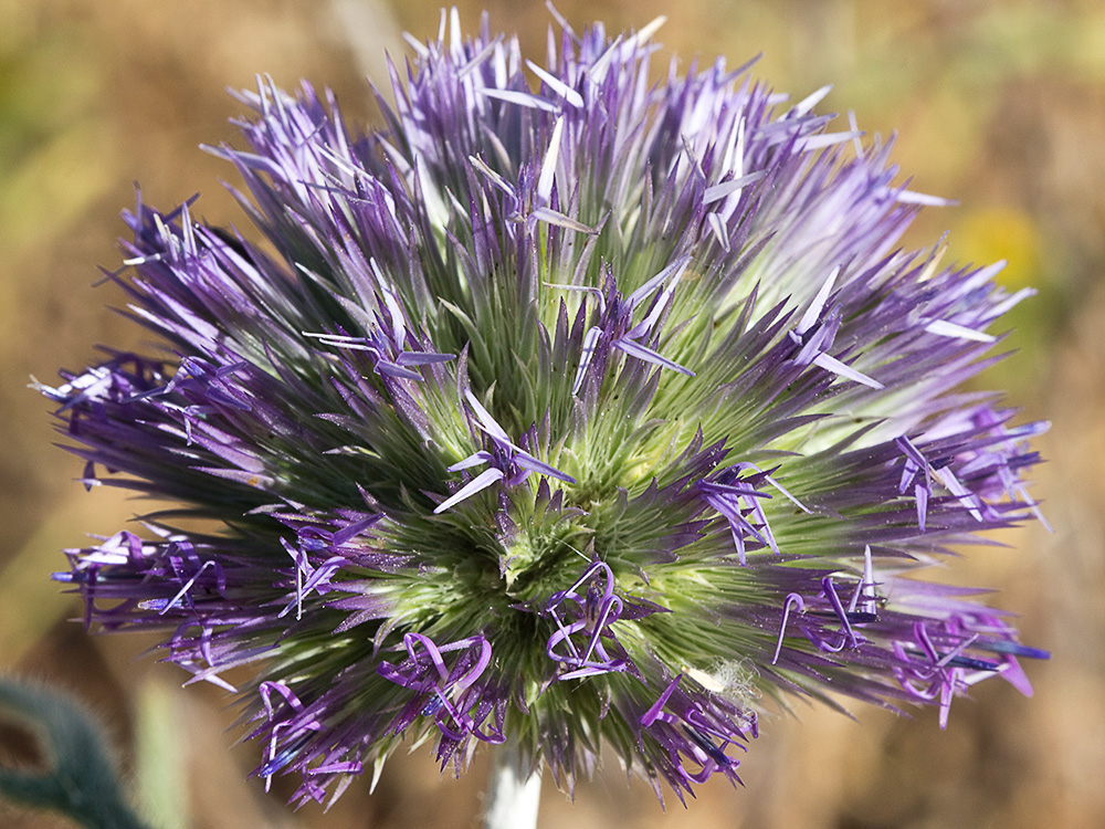 Echinops strigosus, cardo yesquero