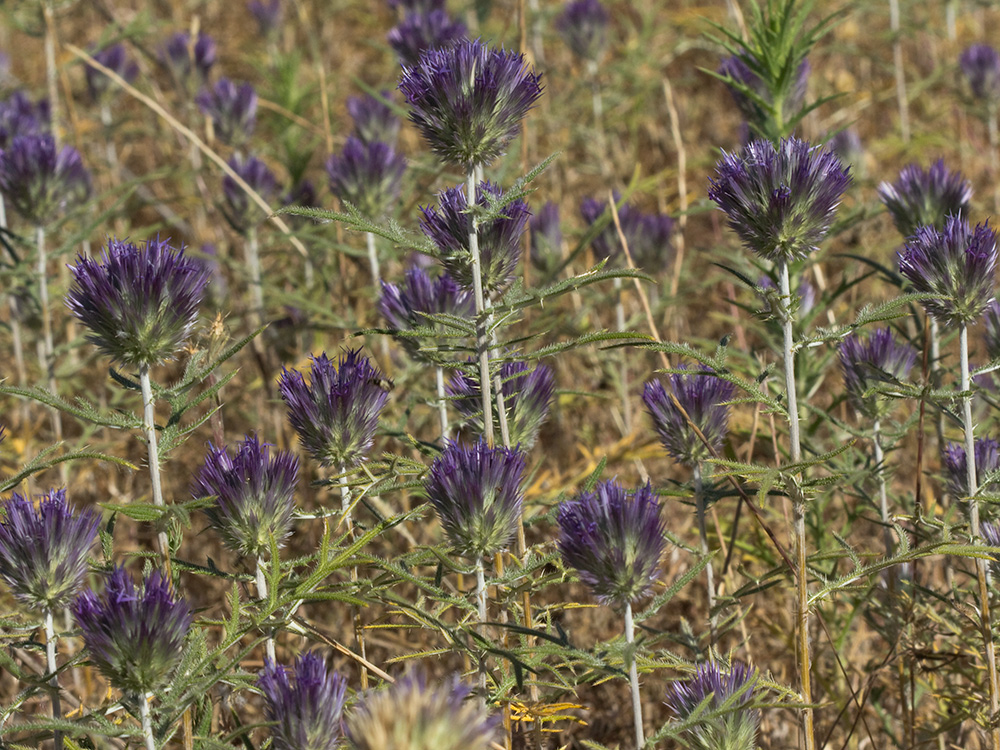 Echinops strigosus, cardo yesquero