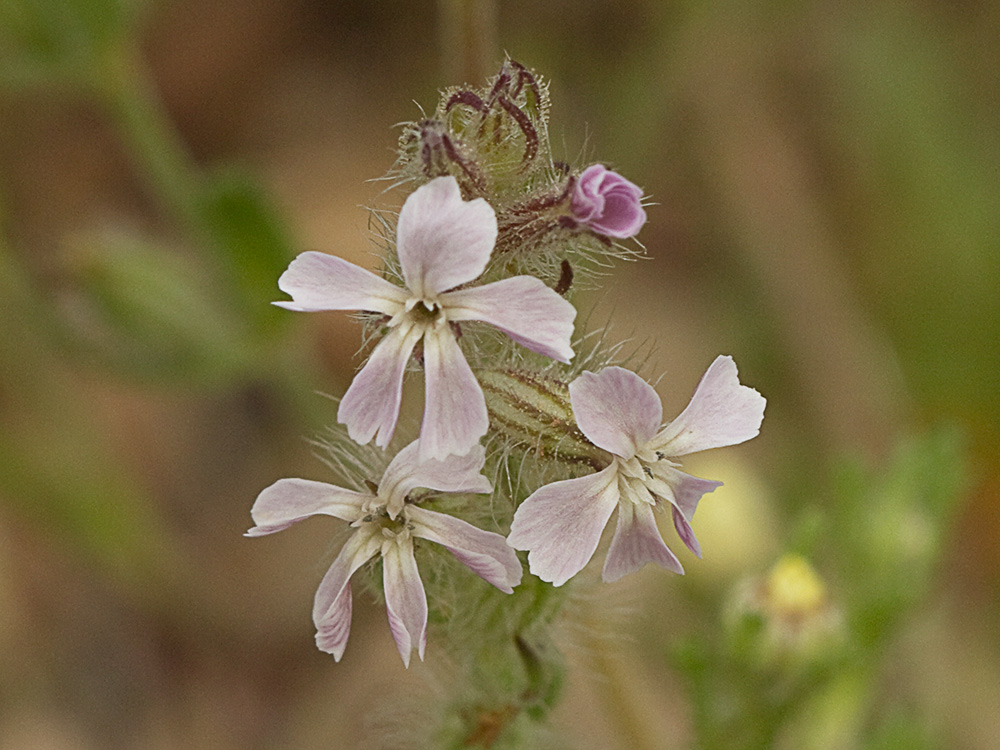 Carmelitilla (Silene gallica)