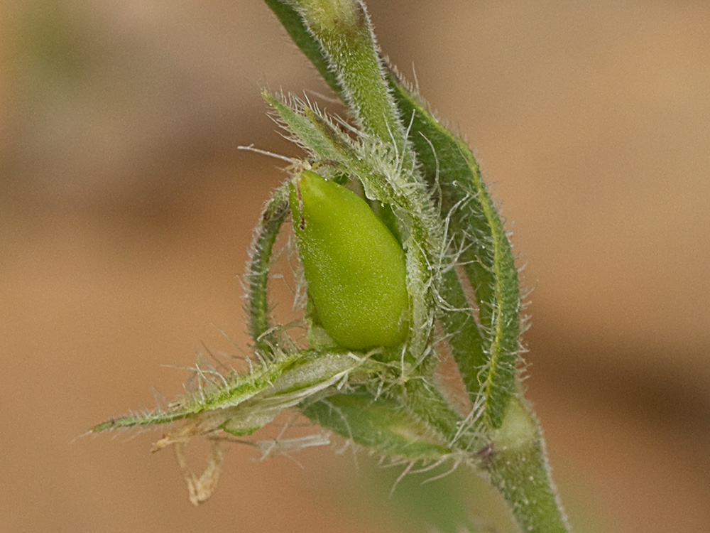 Carmelitilla (Silene gallica)