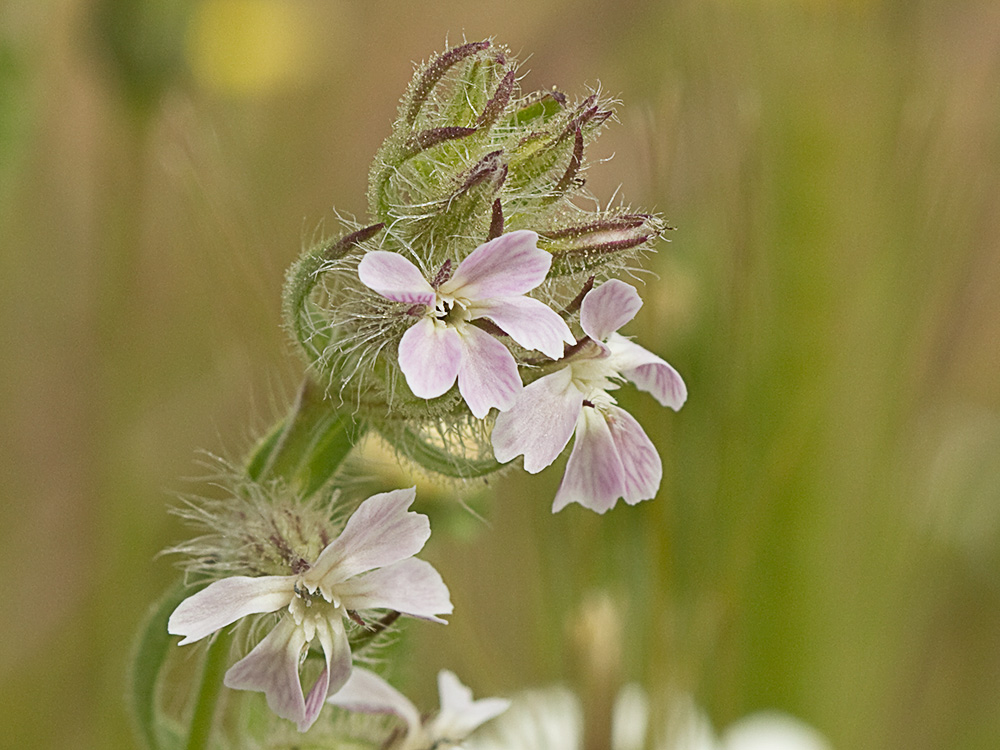 Carmelitilla (Silene gallica)
