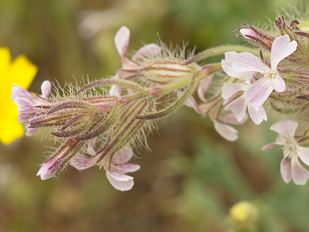Carmelitilla (Silene gallica)