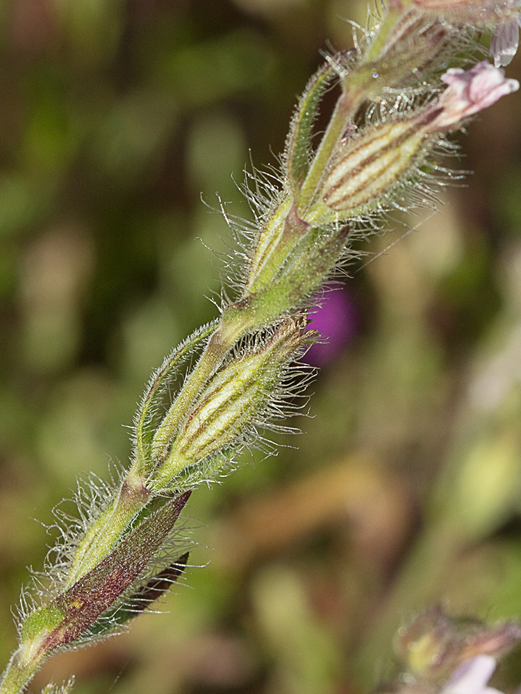 Carmelitilla (Silene gallica)