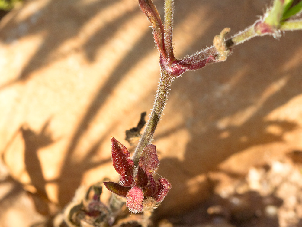 Carmelitilla (Silene gallica)