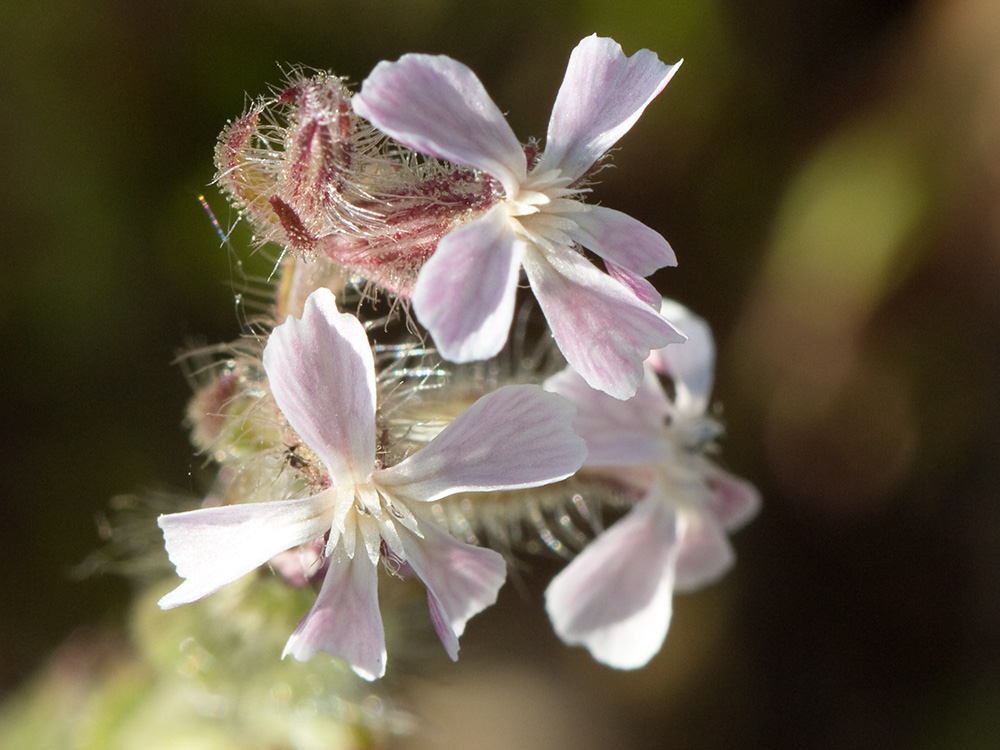 Carmelitilla (Silene gallica)