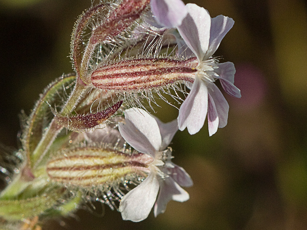 Carmelitilla (Silene gallica)