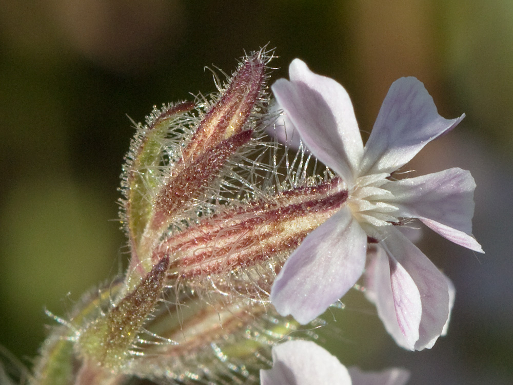 Carmelitilla (Silene gallica)