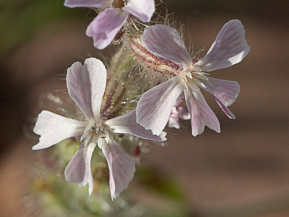Carmelitilla (Silene gallica)