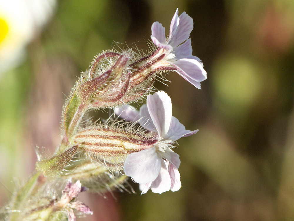 Carmelitilla (Silene gallica)