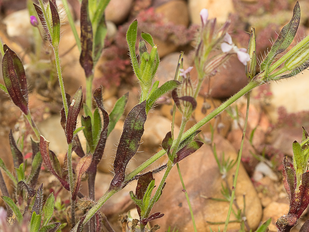 Carmelitilla (Silene gallica)