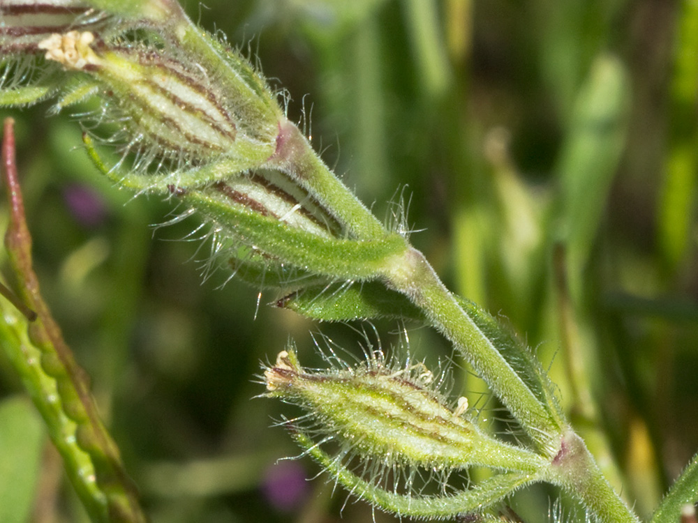 Carmelitilla (Silene gallica)