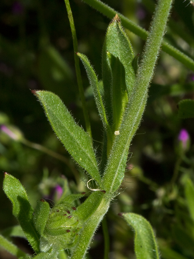 Carmelitilla (Silene gallica)