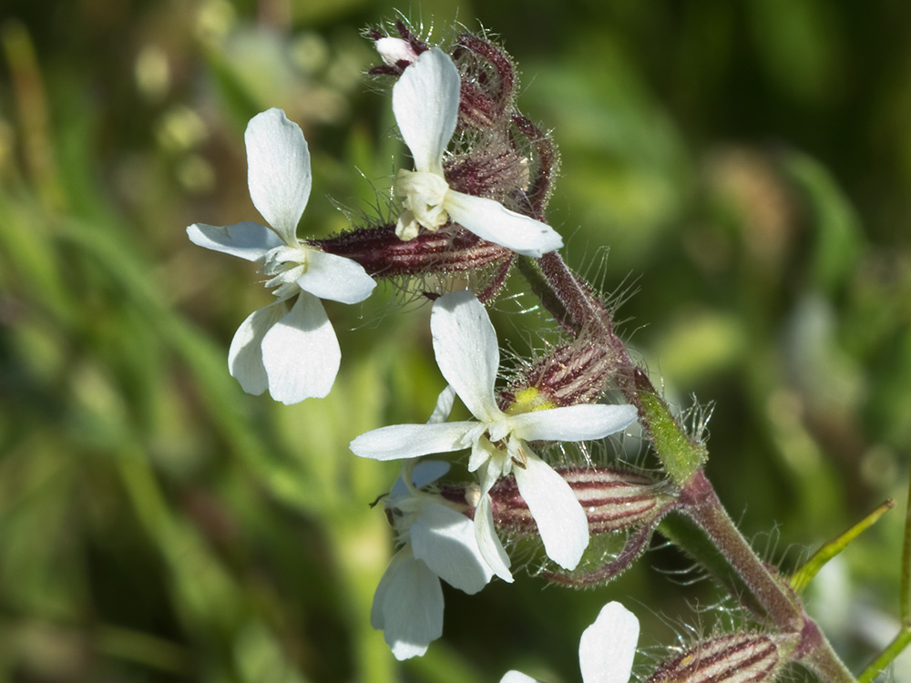 Carmelitilla (Silene gallica)