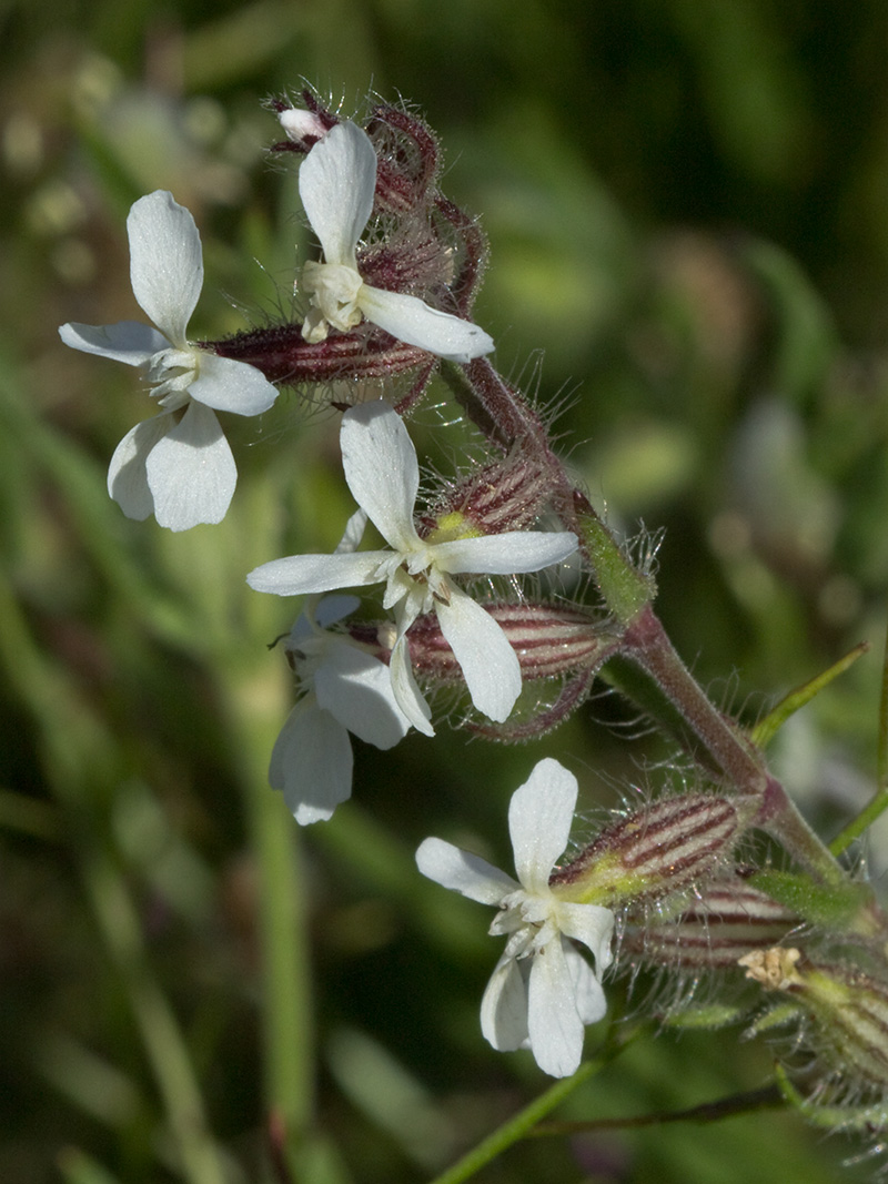 Carmelitilla (Silene gallica)