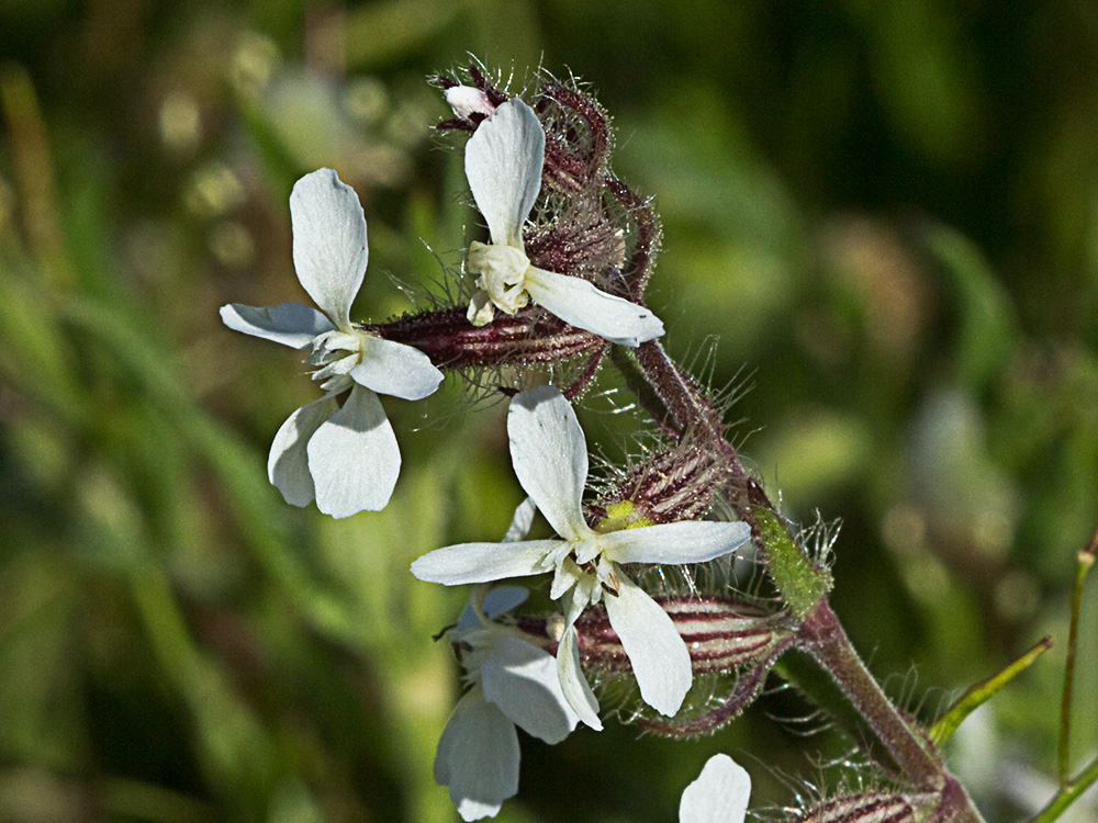 Carmelitilla (Silene gallica)