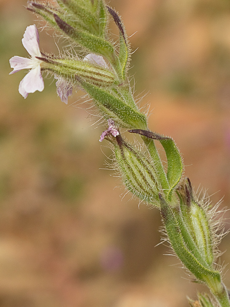 Carmelitilla (Silene gallica)