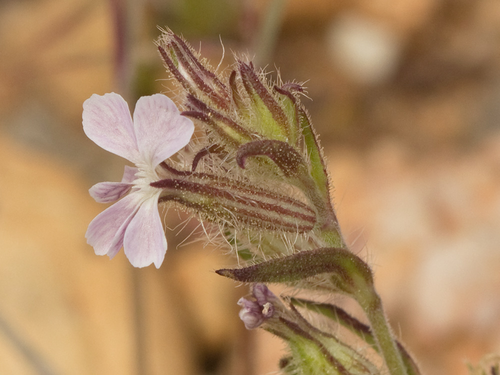 Carmelitilla (Silene gallica)