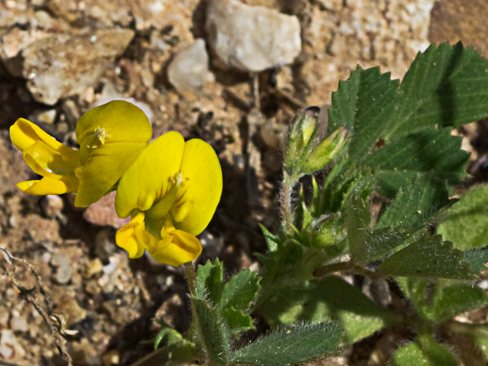 Flores y hojas de la Carretilla (Medicago minima) 