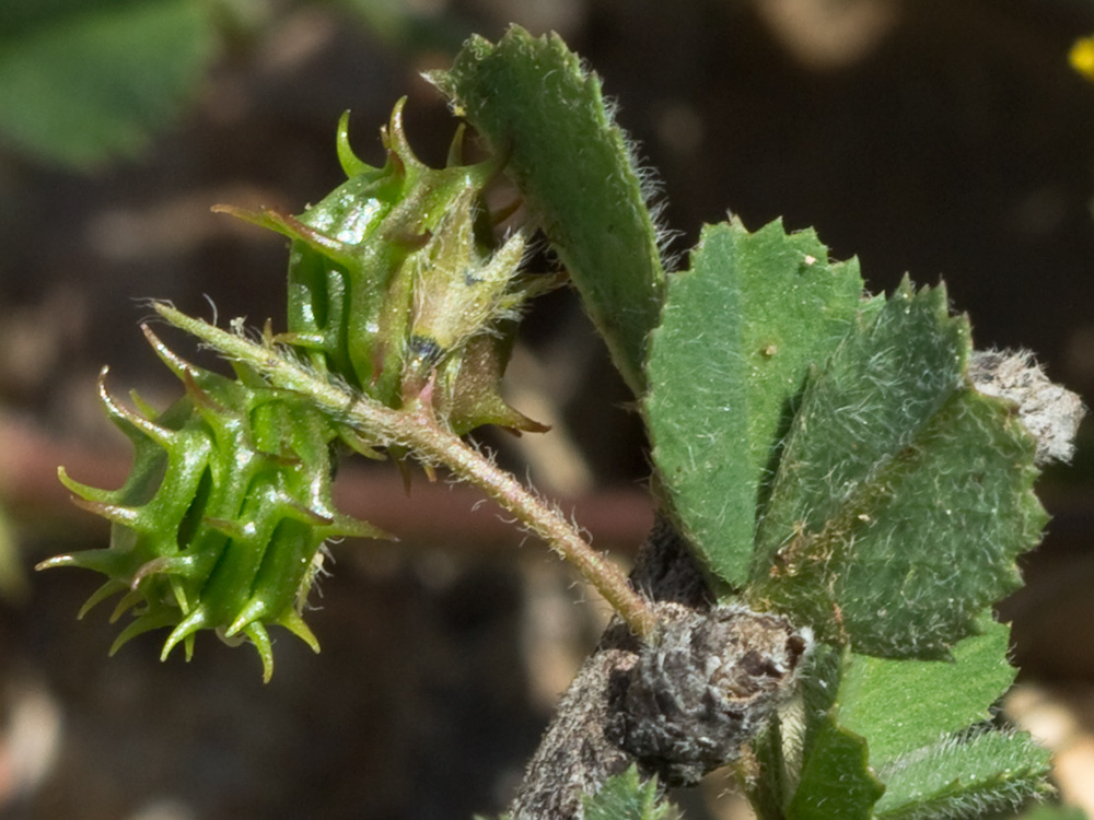 Flores y hojas de la Carretilla (Medicago minima) 