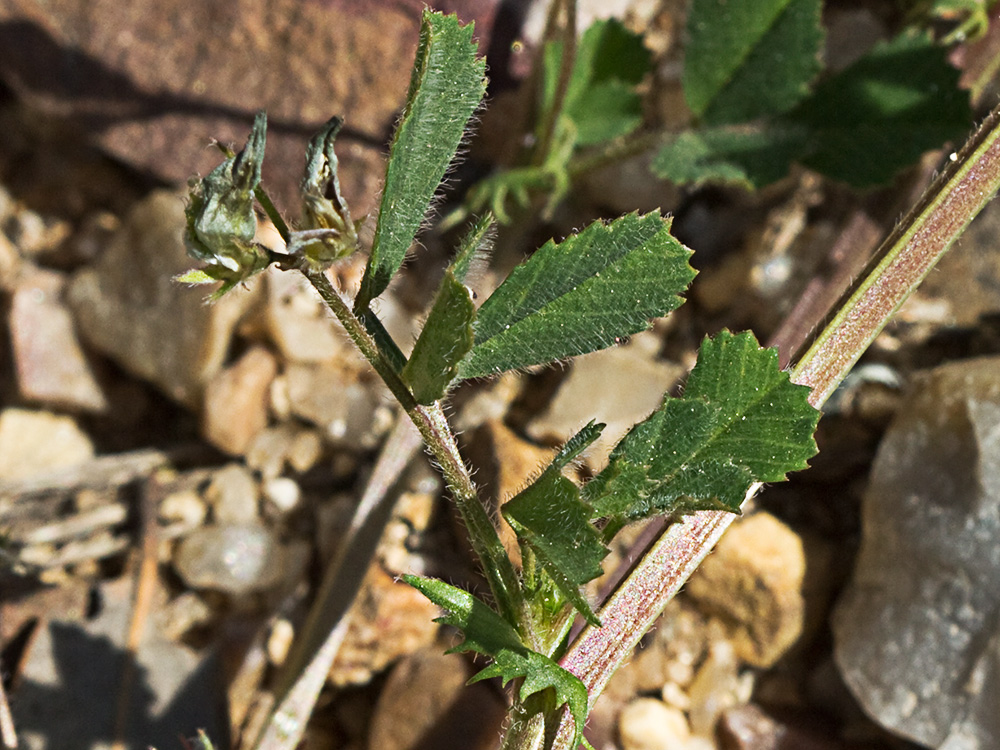 Flores y hojas de la Carretilla (Medicago minima) 