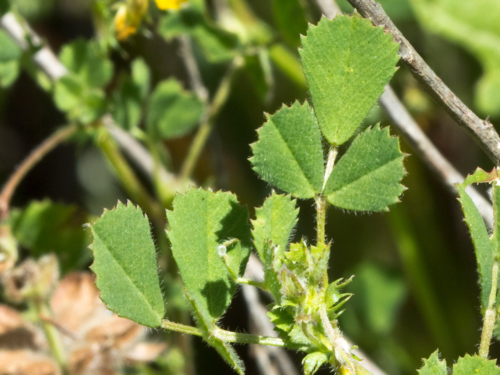 Flores y hojas de la Carretilla (Medicago minima) 