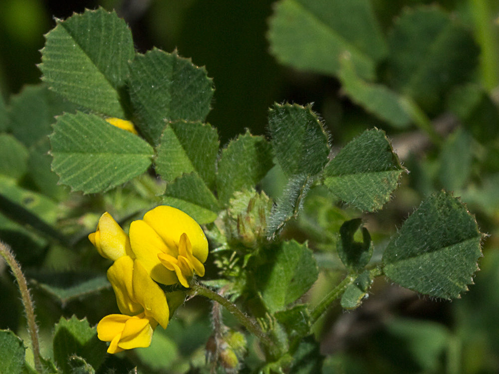 Flores y hojas de la Carretilla (Medicago minima) 