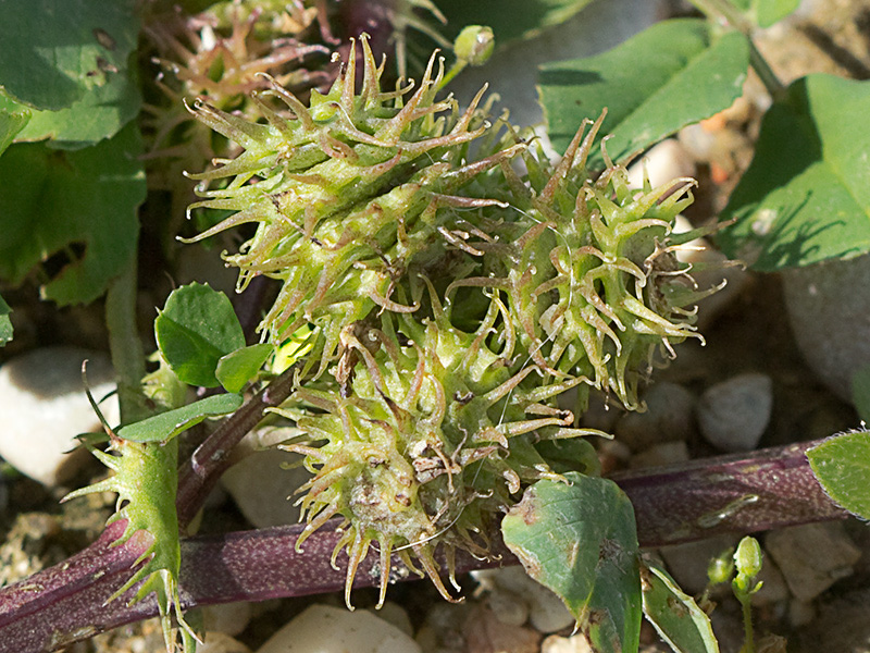 Flores y hojas de la Carretilla (Medicago minima) 