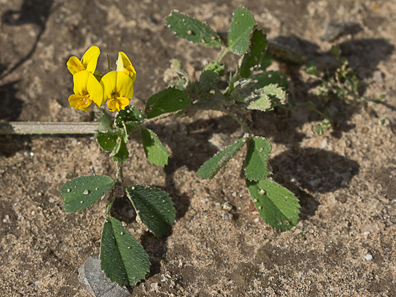 Flores y hojas de la Carretilla (Medicago minima) 